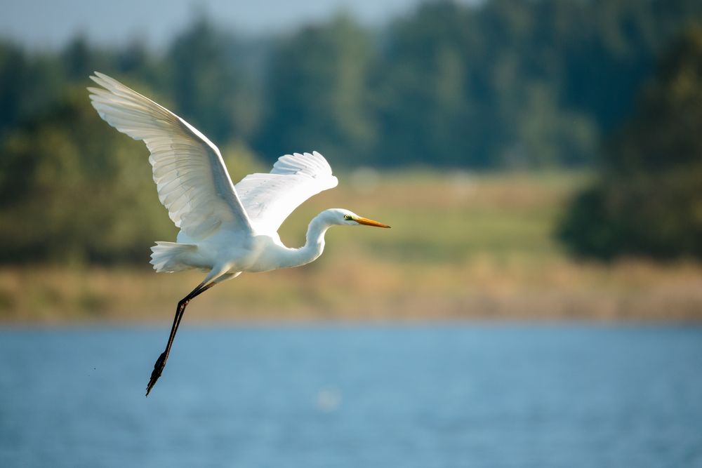 Silberreiher im Flug