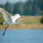 Silberreiher im Flug