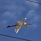 Silberreiher im Flug