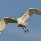 Silberreiher im Flug