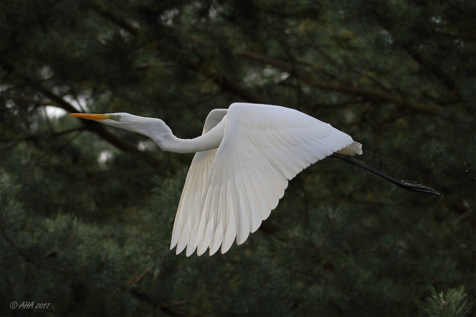 Silberreiher im Flug