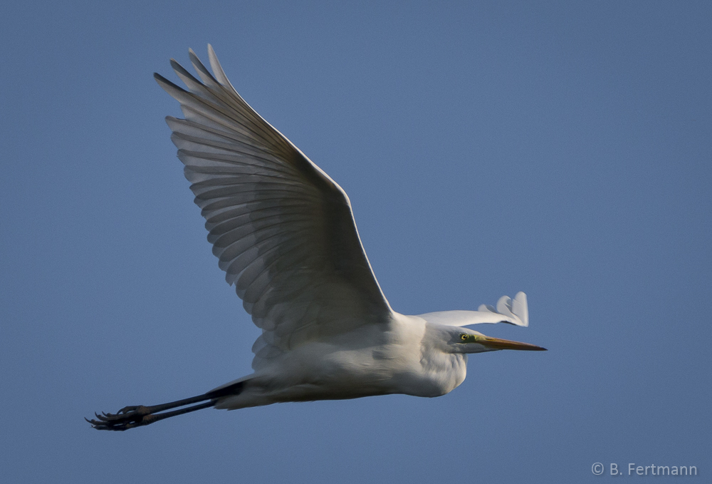 Silberreiher im Flug