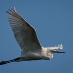 Silberreiher im Flug