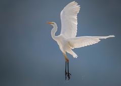 Silberreiher im Flug