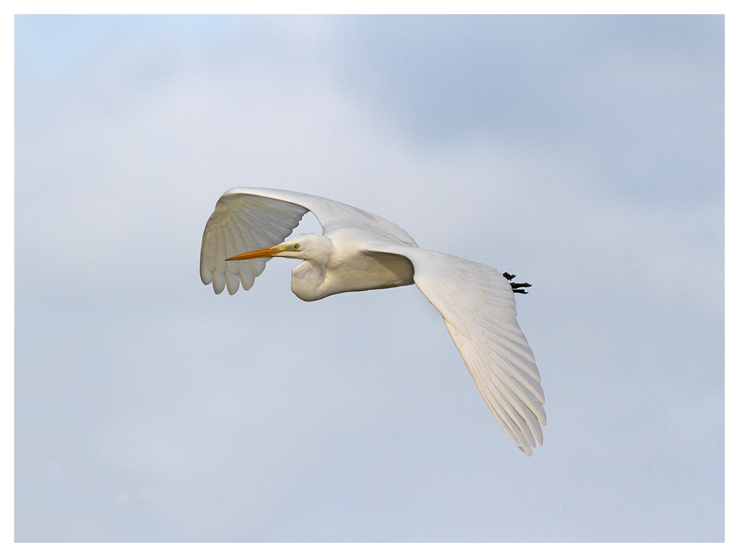 Silberreiher im Flug