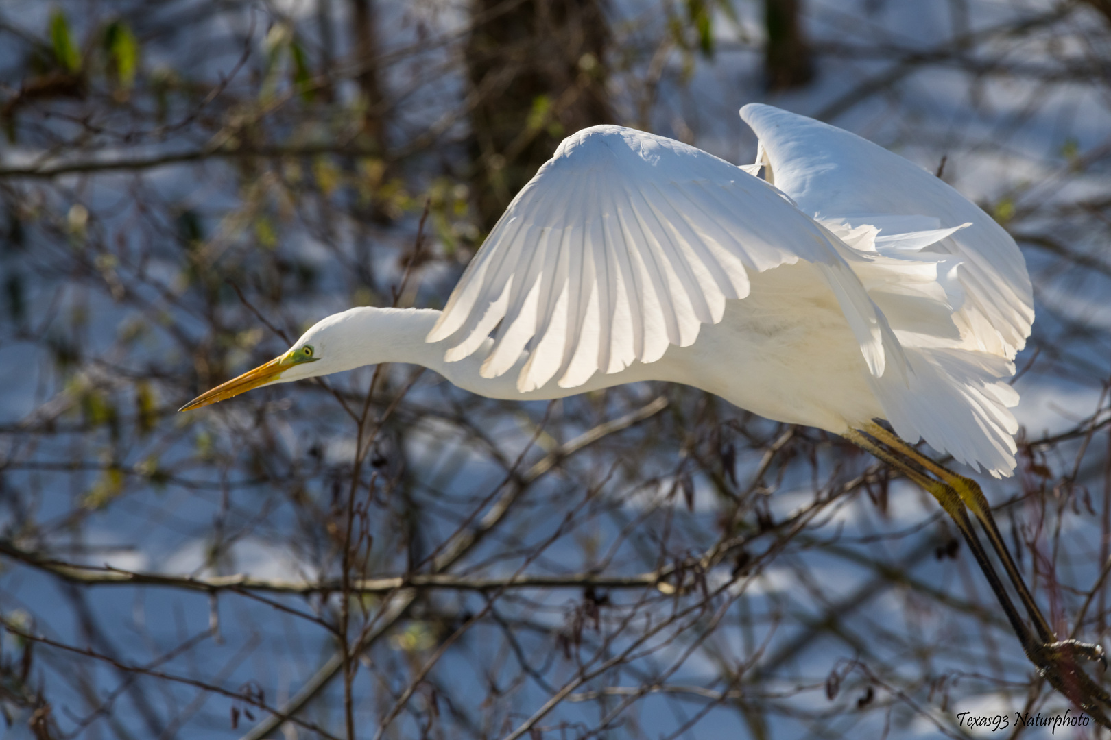 Silberreiher im Flug 