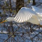 Silberreiher im Flug 