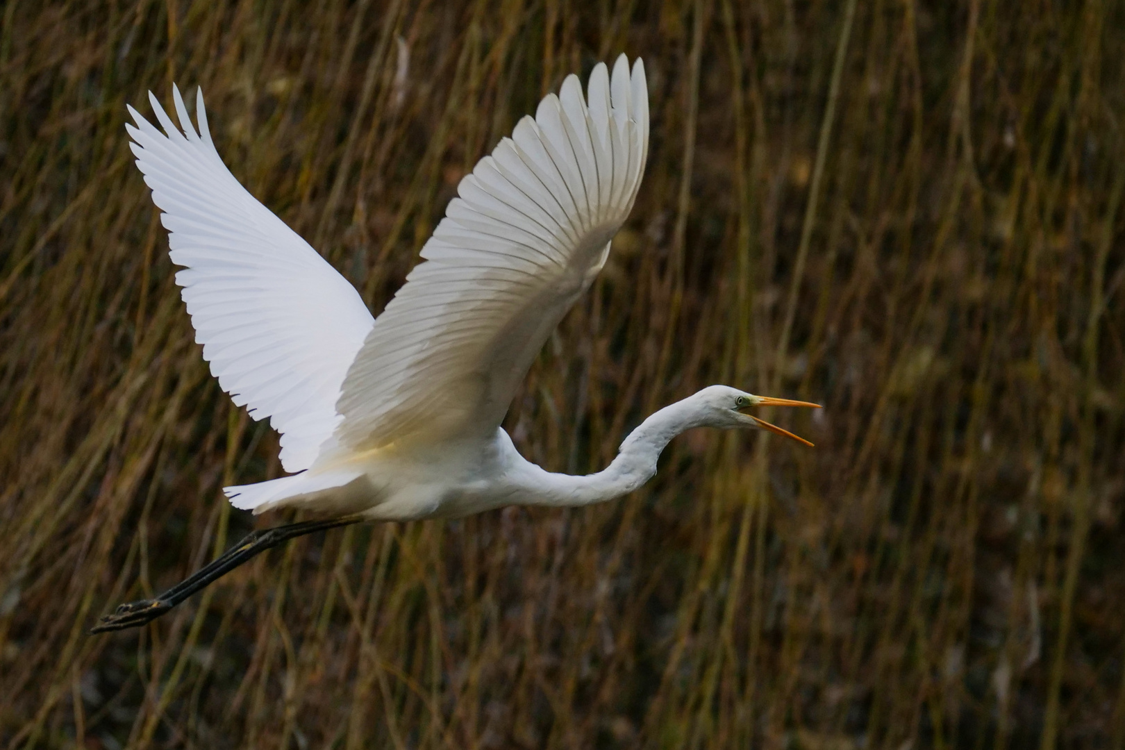 Silberreiher im Flug