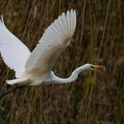 Silberreiher im Flug