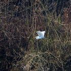 Silberreiher im Flug