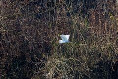 Silberreiher im Flug