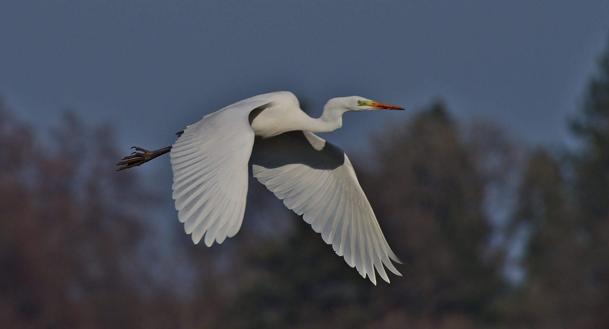 Silberreiher im Flug