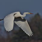 Silberreiher im Flug