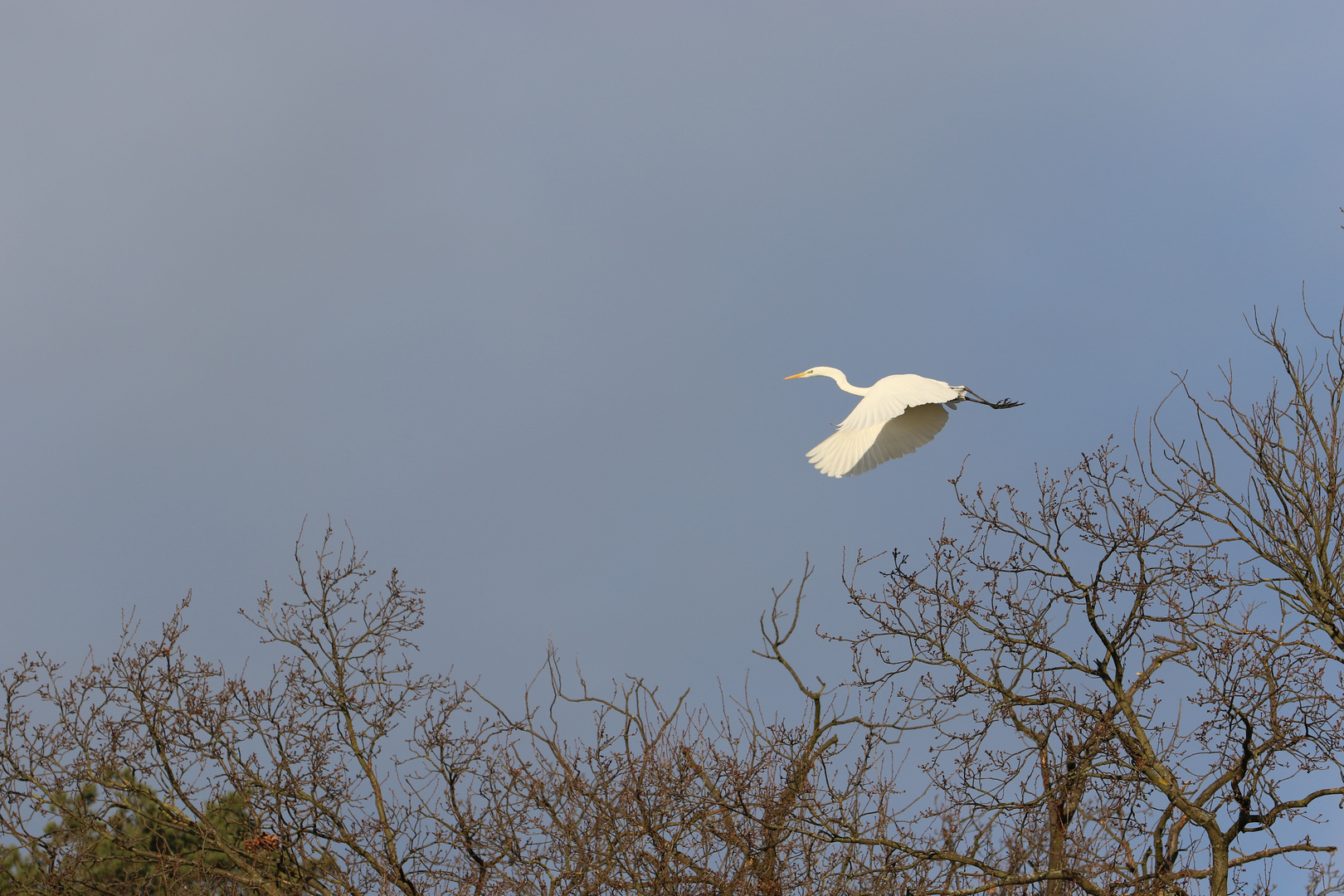 Silberreiher im Flug