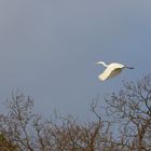 Silberreiher im Flug