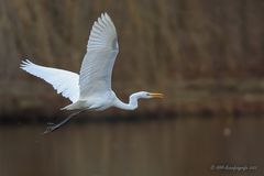 Silberreiher im Flug