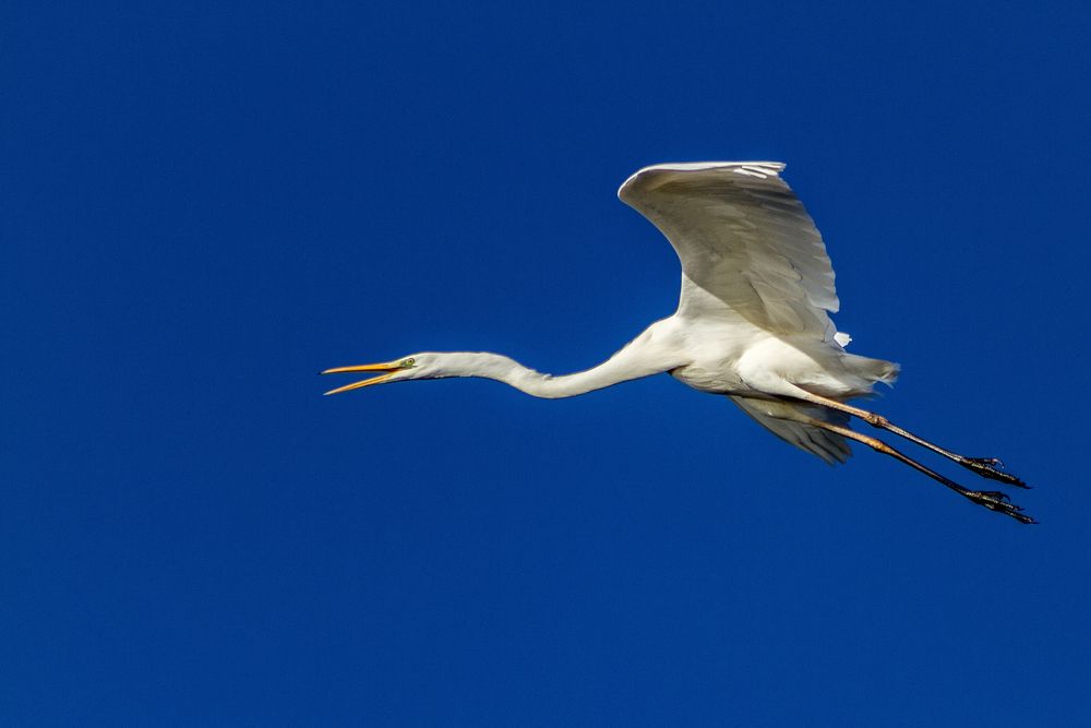 Silberreiher im Flug