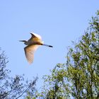 Silberreiher im Flug - 8. Mai 2016