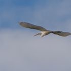 Silberreiher im Flug 