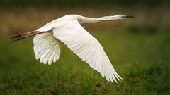 Silberreiher im Flug