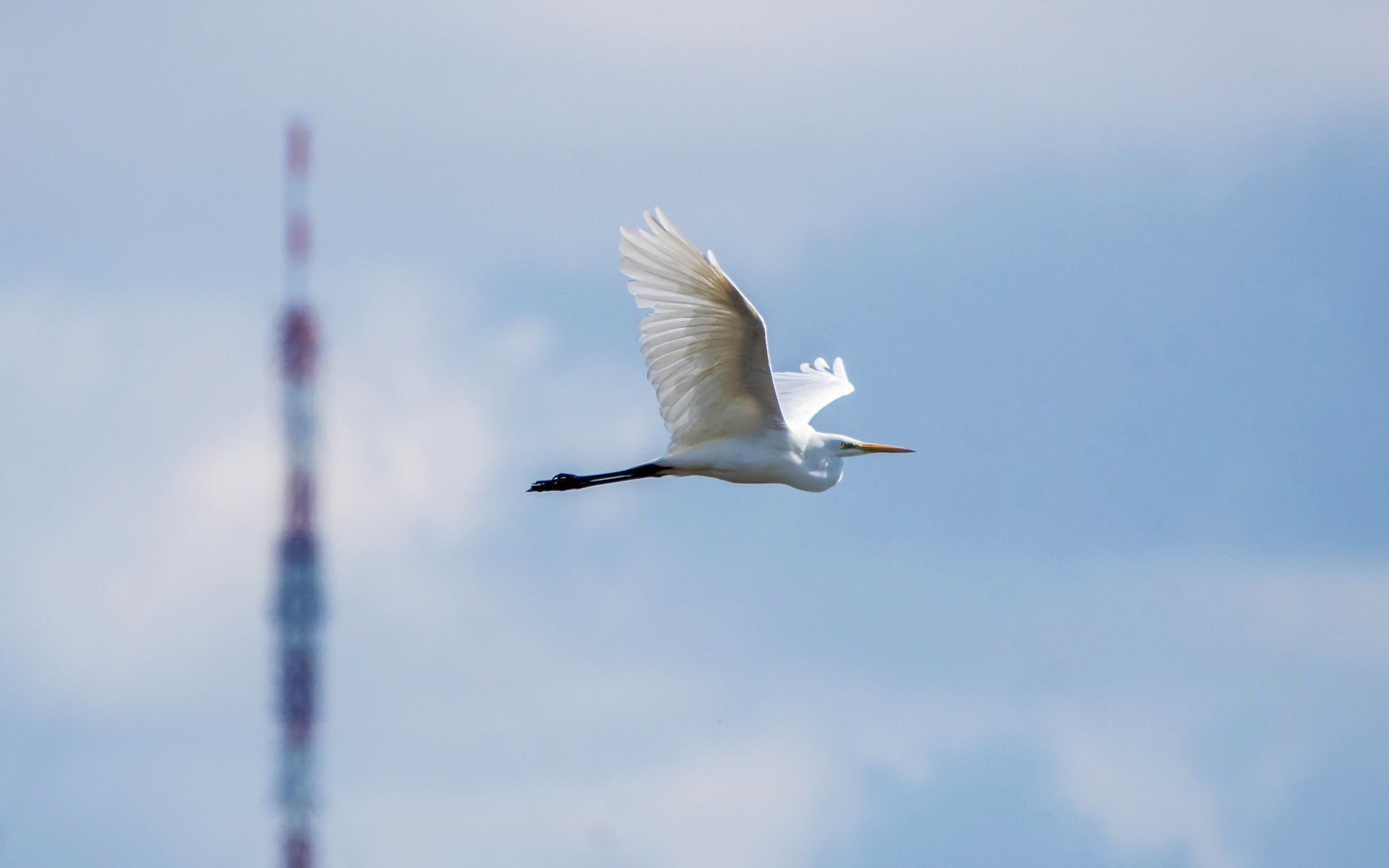 Silberreiher im Flug 