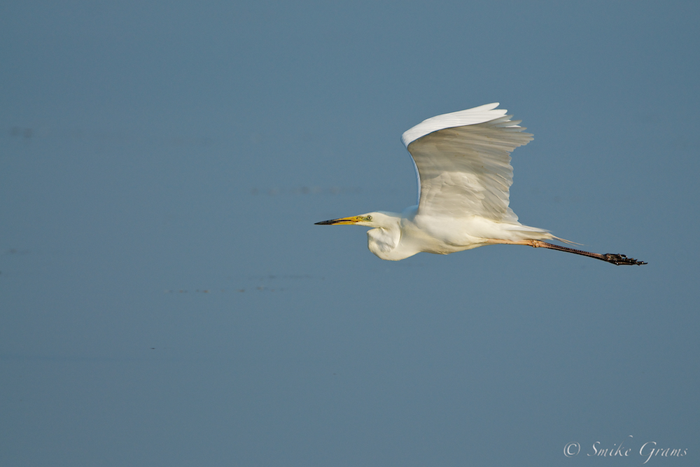 Silberreiher im Flug