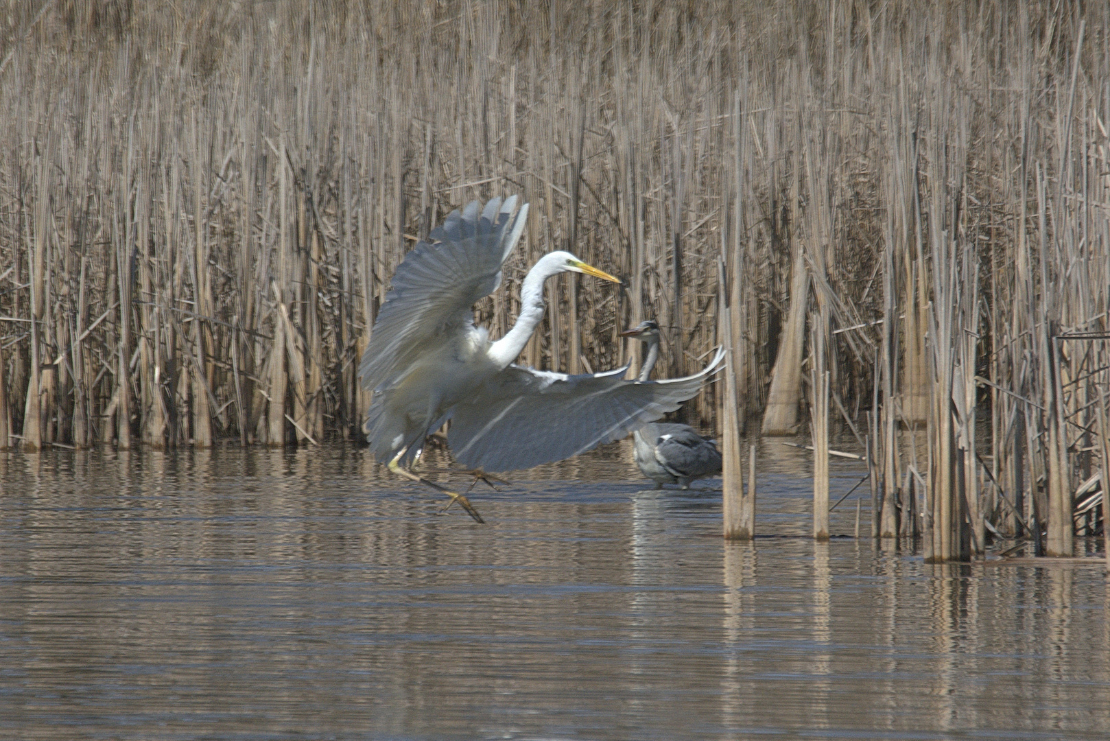 Silberreiher im Flug