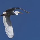 Silberreiher im Flug