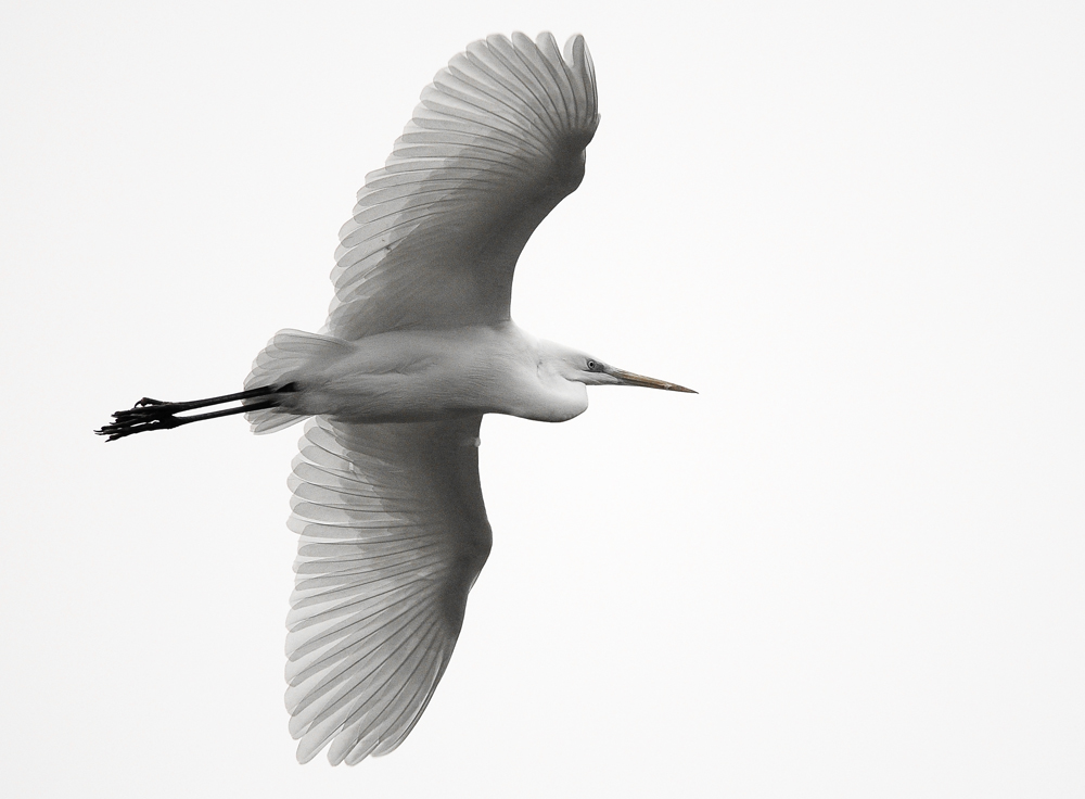 Silberreiher im Flug