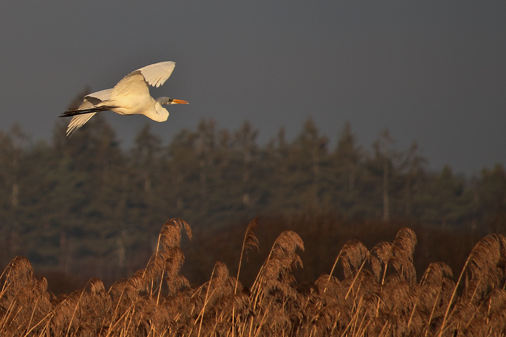 Silberreiher im Flug am Morgen