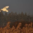 Silberreiher im Flug am Morgen