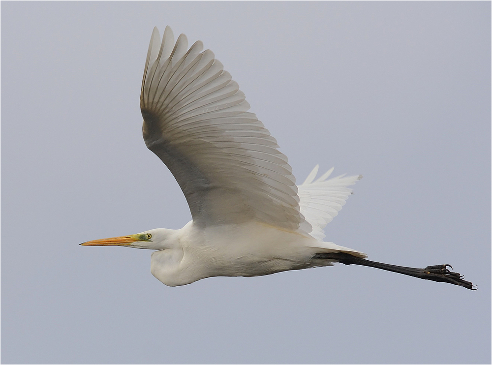 Silberreiher im Flug