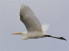 Silberreiher im Flug