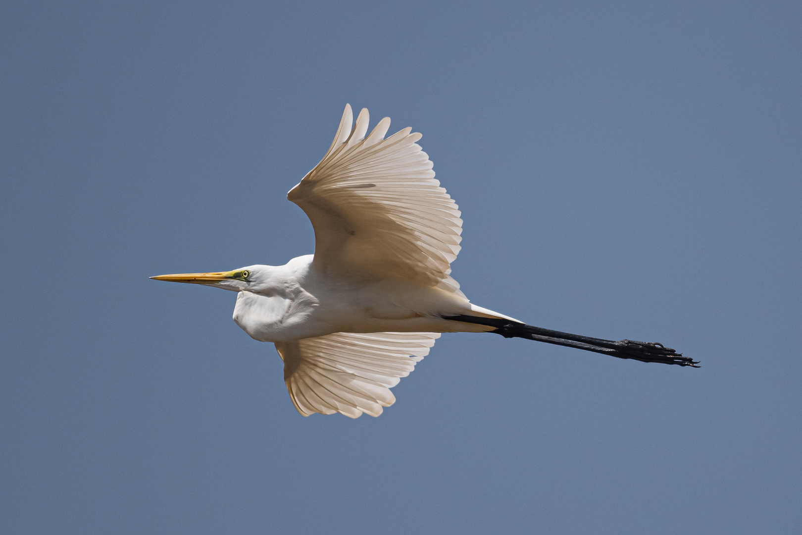 Silberreiher im Flug