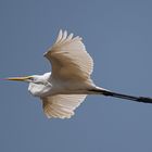 Silberreiher im Flug