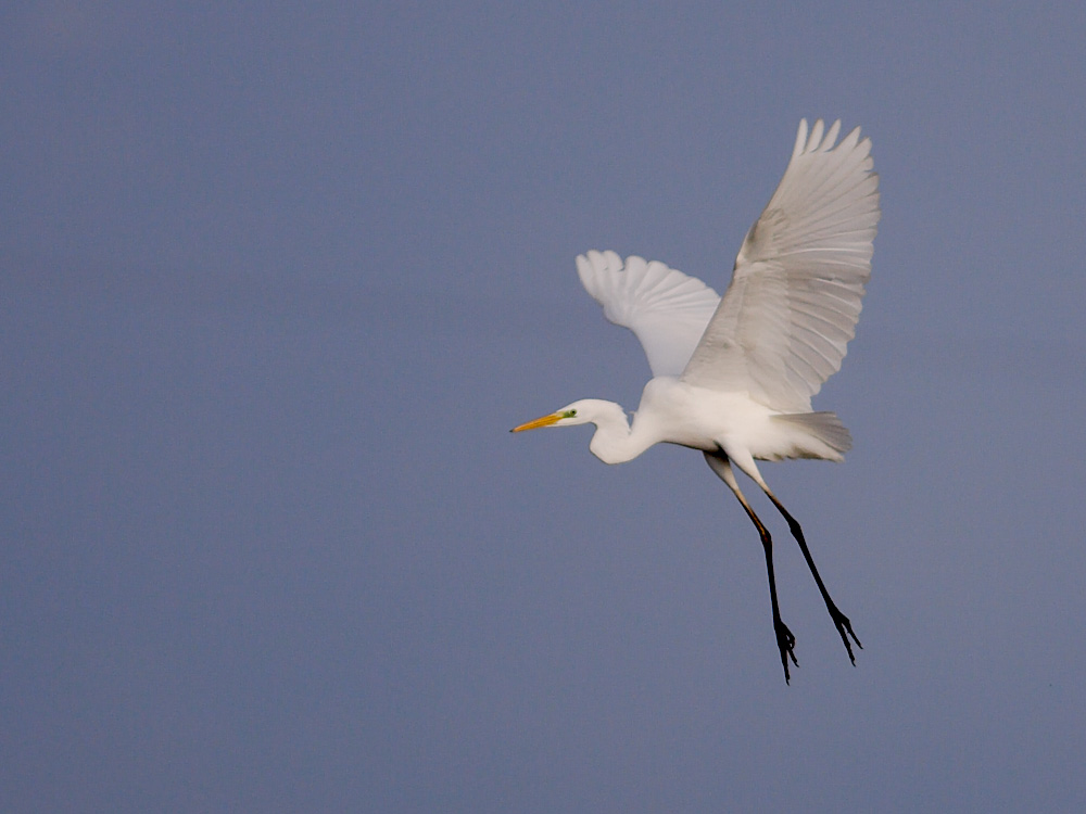 ~ Silberreiher im Flug ~