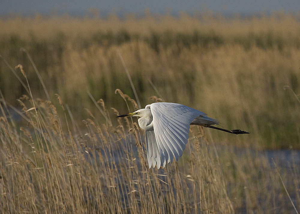 Silberreiher im Flug