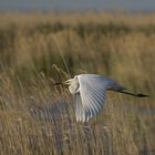 Silberreiher im Flug