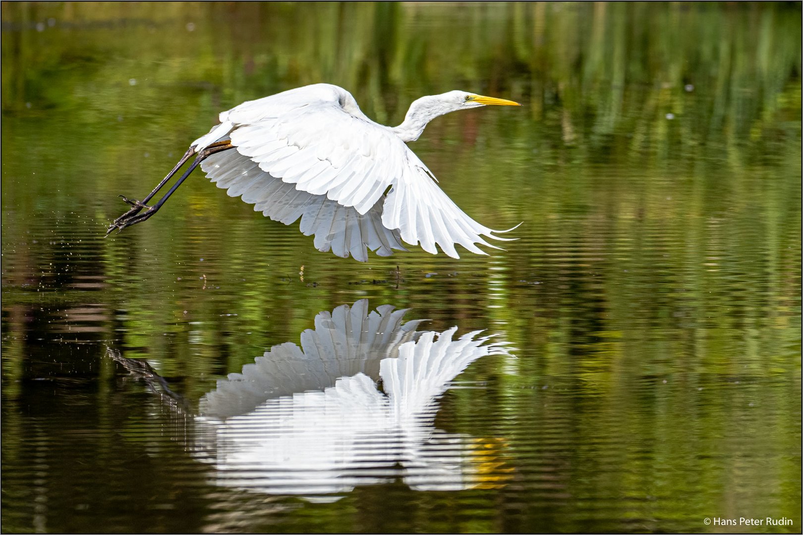 Silberreiher im Flug