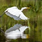 Silberreiher im Flug