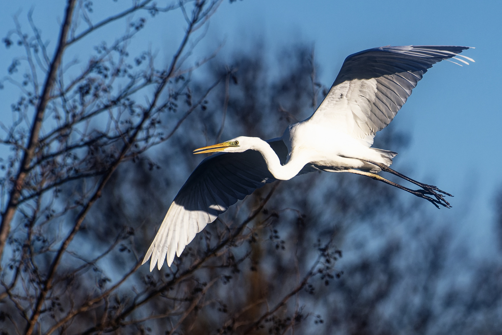 Silberreiher im Flug