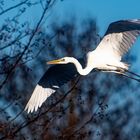 Silberreiher im Flug