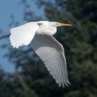 Silberreiher im Flug