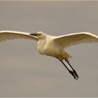 Silberreiher im Flug