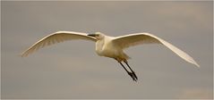 Silberreiher im Flug