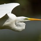 Silberreiher im Flug