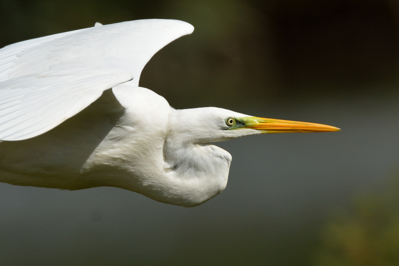 Silberreiher im Flug