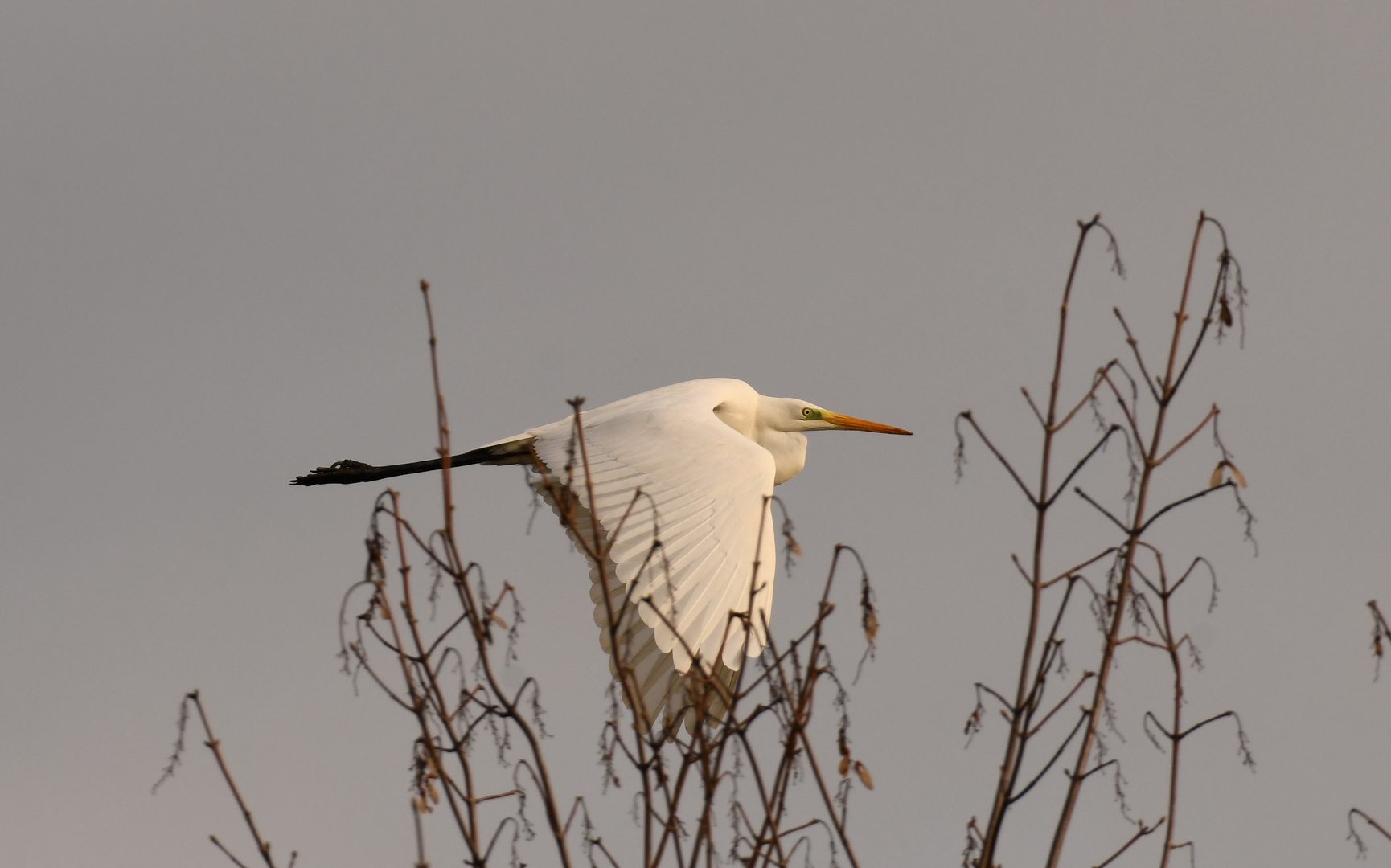 Silberreiher im Flug