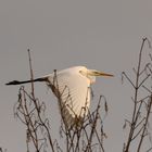 Silberreiher im Flug