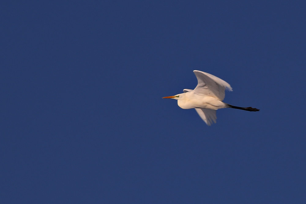 Silberreiher im Flug